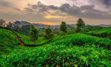 Enchanting Kerala Tour: Explore Cochin, Munnar, Thekkady, and Alleppey