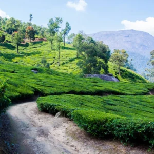 Discover Kerala Backwater Munnar Tour with VTSPL