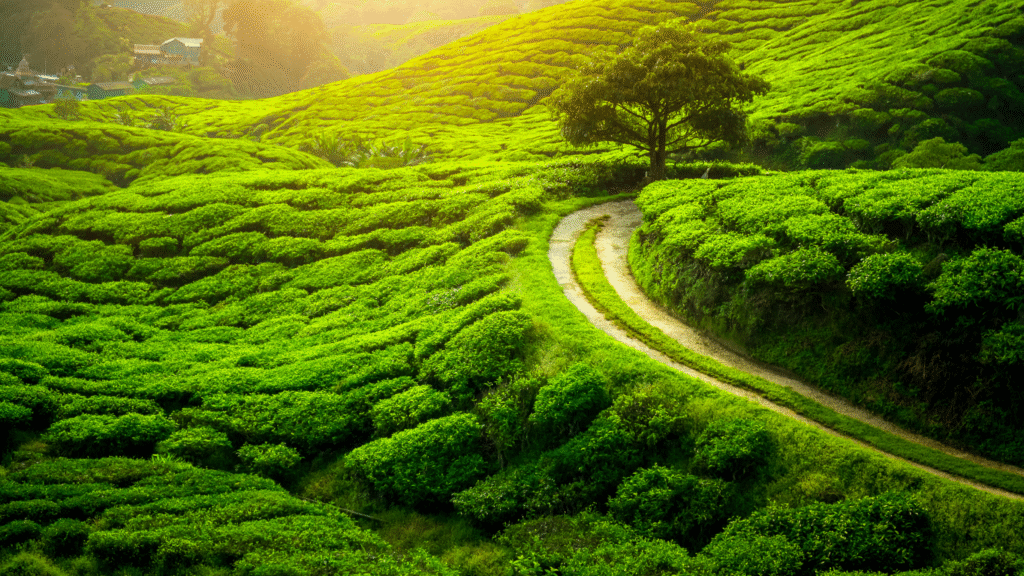 Darjeeling Tour Packages