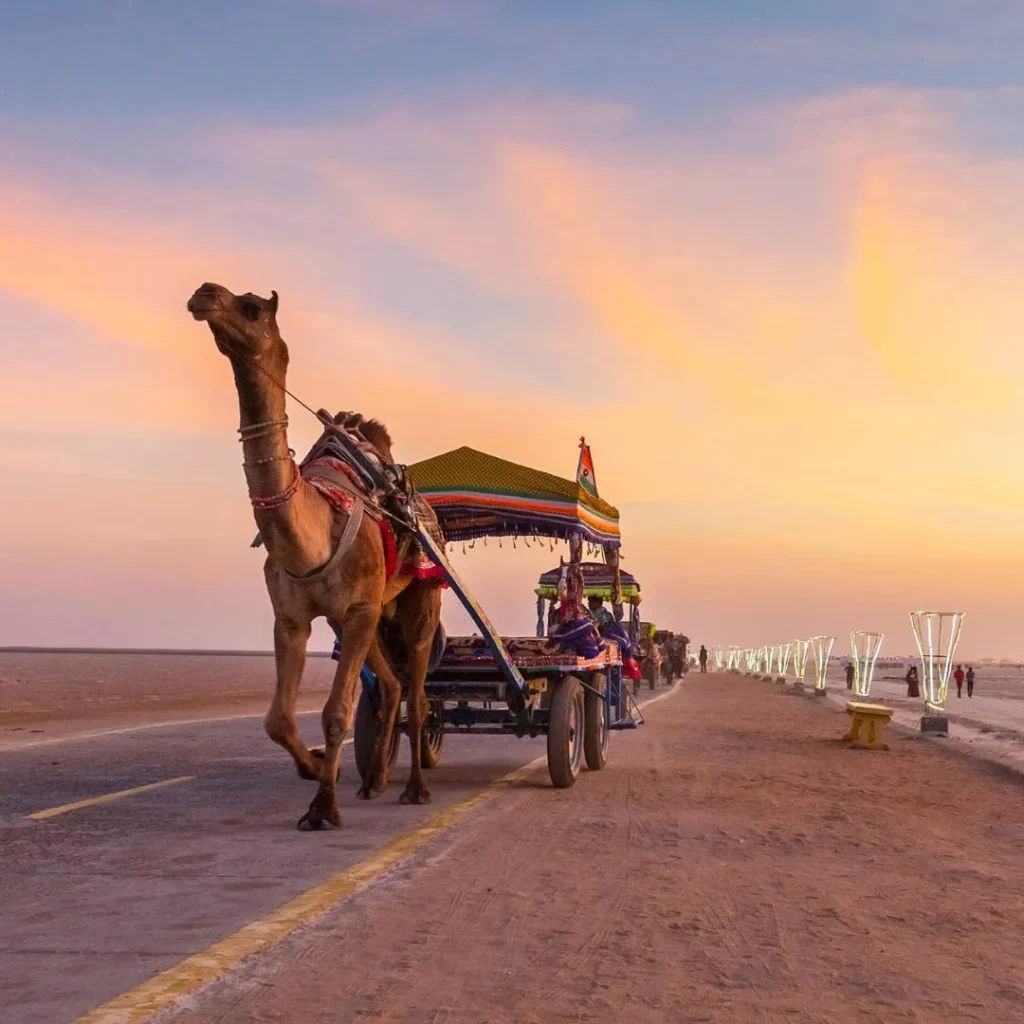 Camel Ride Experiences in India with VTSPL