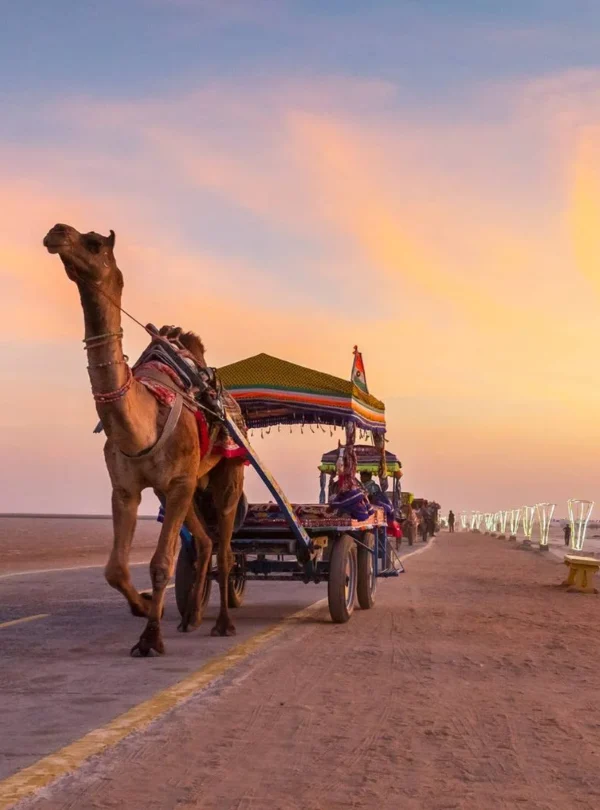 Camel Ride Experiences in India with VTSPL