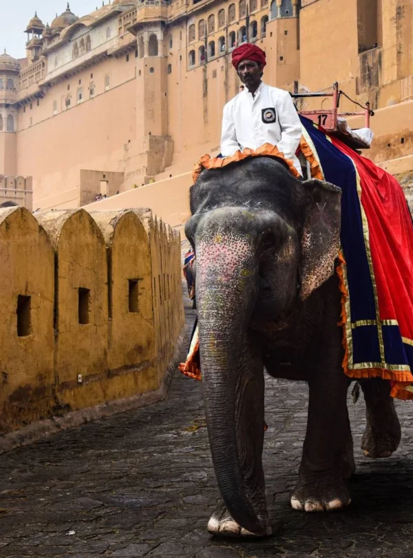 Elephant Ride Experiences in India with VTSPL