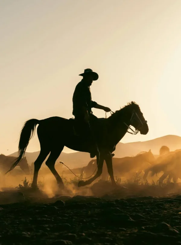 Horse Riding Experiences in India with VTSPL